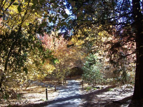 More Autumn colors near the Ahwahnee 