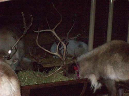 Reindeer at Disneyland 