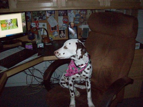 Dixie in dad's computer chair 