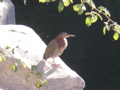 Green Heron 