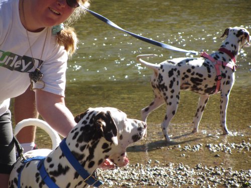 Melissa, Lucky and Dixie 