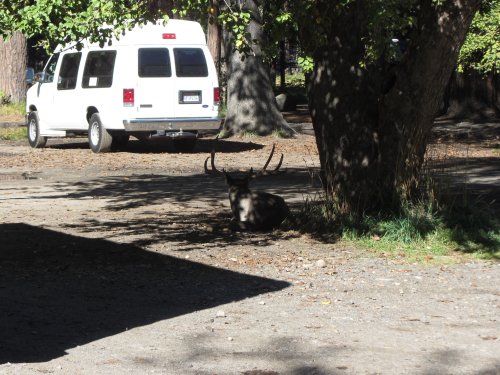 Buck at Camp Curry 