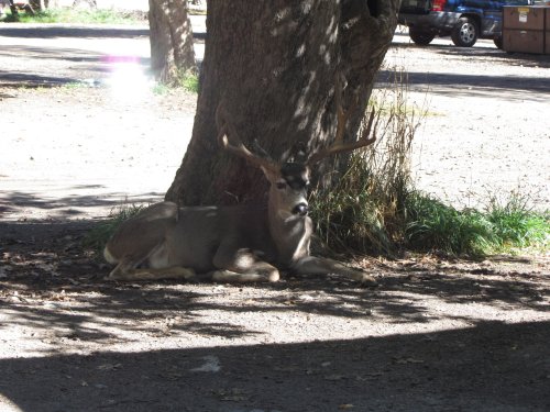 Buck at Camp Curry 