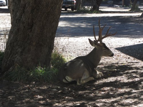 Buck at Camp Curry 