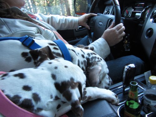 Dixie and Lucky riding in the car 