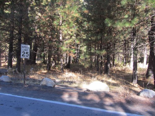 Deer near visitor center 