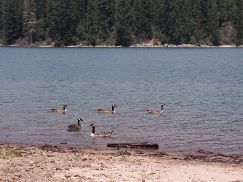 A gaggle of geese 