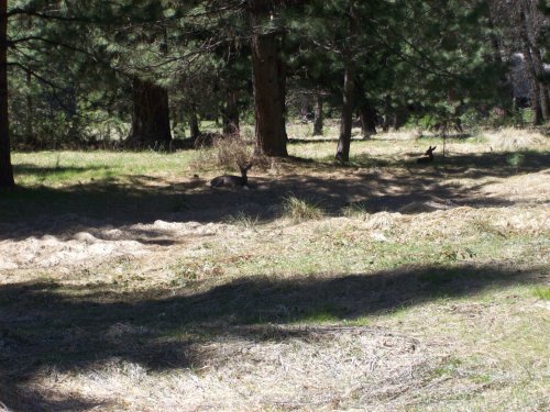 Deer in meadow 