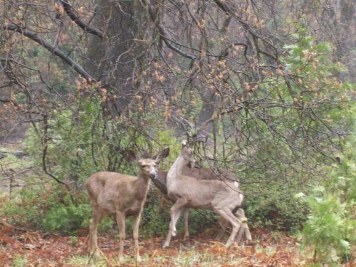Deer near Yosemite falls 