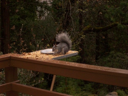 Squirrel eating on feeder 