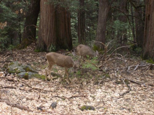 Deer in Yosemite 