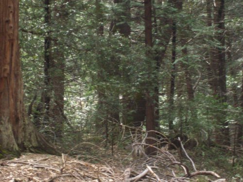 Deer in Yosemite 