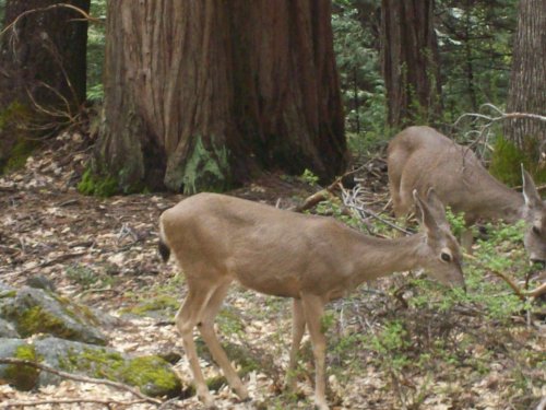 Deer in Yosemite 