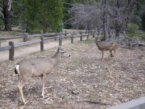 Deer in Yosemite 