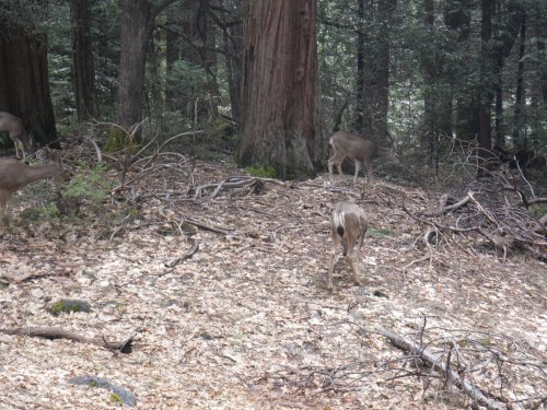 Deer in woods 
