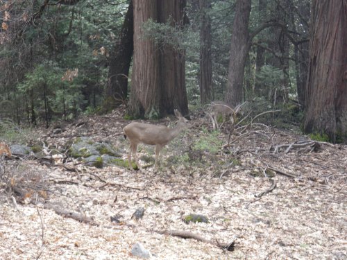 Deer in woods 