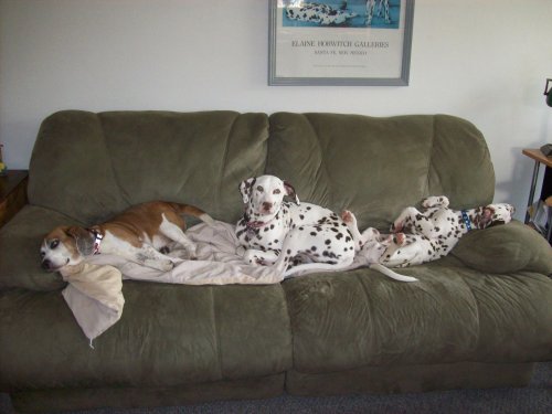 Riley, Dixie, and Lucky taking a nap 