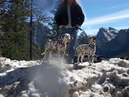 Dixie, Lucky and headless dad in Yosemite 