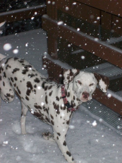 Dixie in the snow 