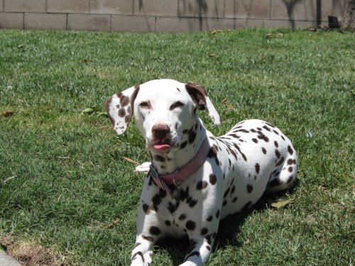 Dixie stickin out her tongue 