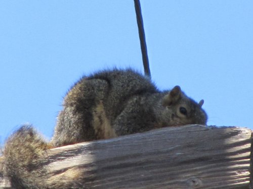 squirel on telephone pole 