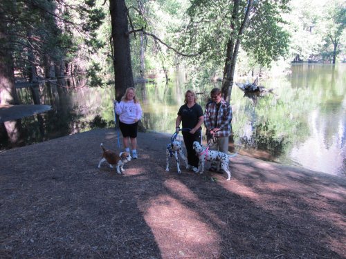 Family and dogs in yosemite 