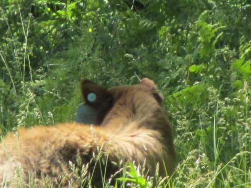 Bear in meadow 