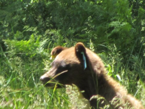 Bear in meadow 