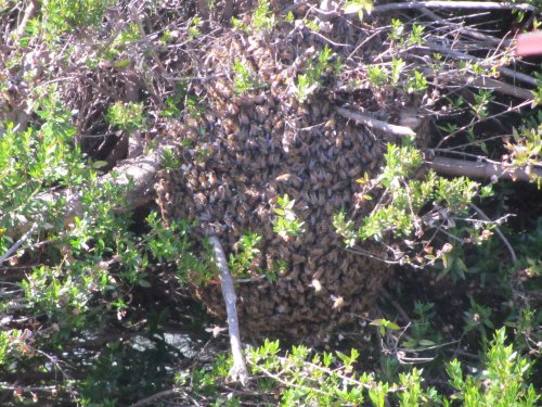 Beehive in our backyard 
