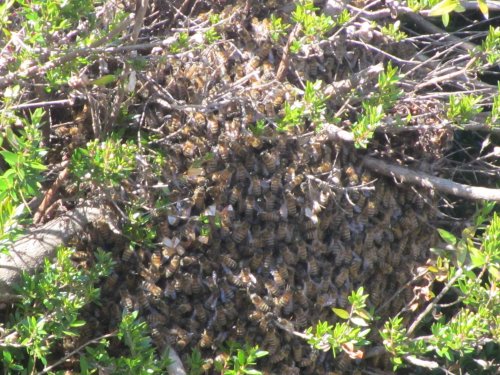 Beehive in our backyard 