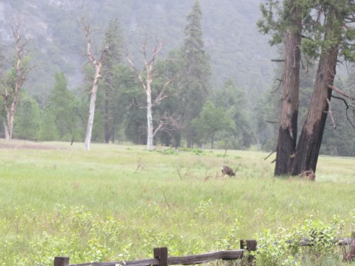 Deer in meadow 