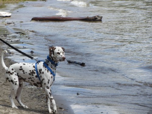 Dixie trying out the water at Bass Lake 