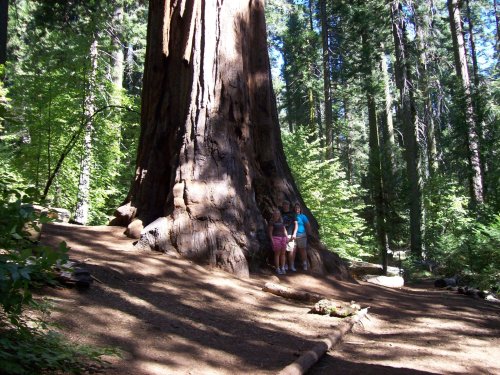 Family at tree in Nelder Grove 