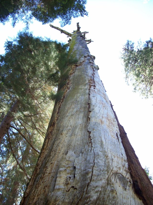 Verticle dead redwood in Nelder Grove 