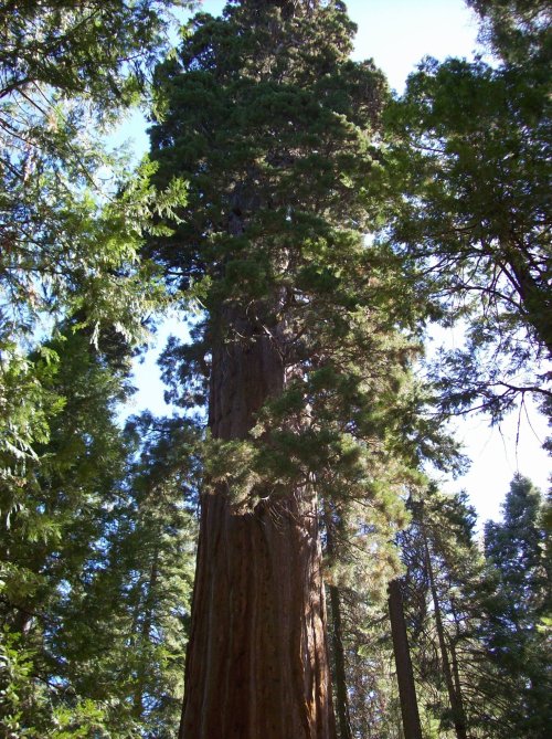 Bull Buck tree in Nelder Grove 