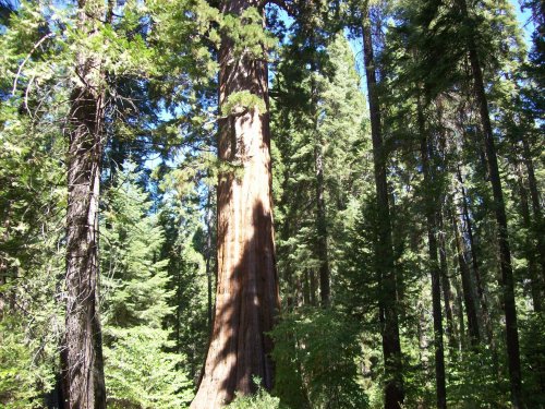 Family in Yosemite 