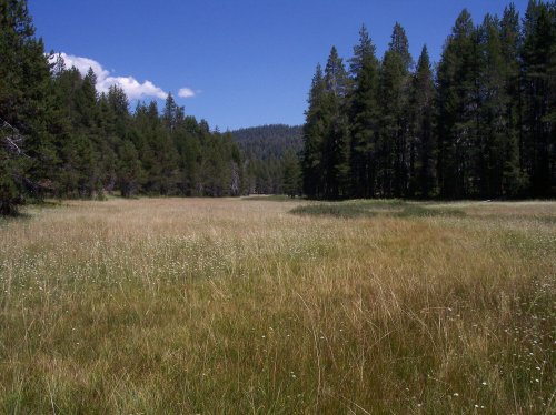 McGurk Meadow 