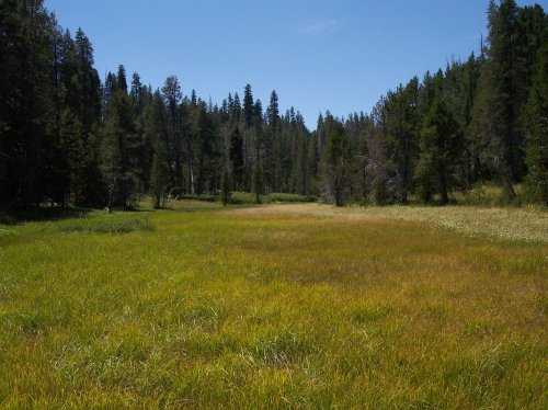 Meadow by Glacier Point road 