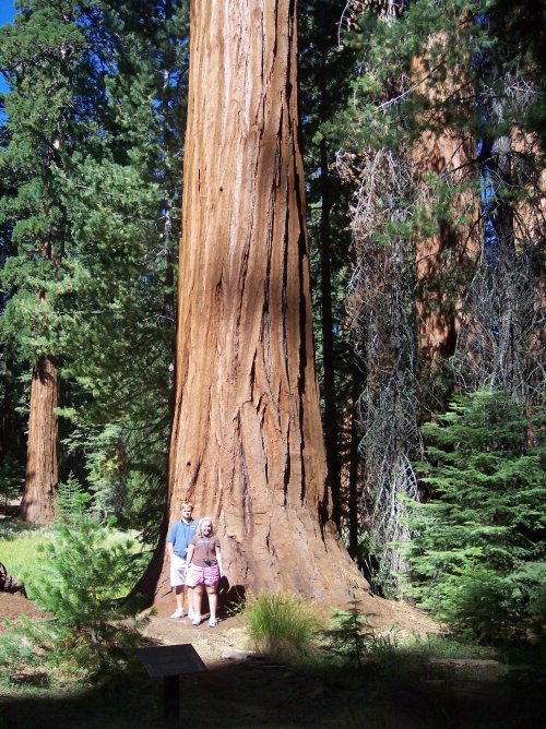 Kids at Big Tree's in Yosemite 