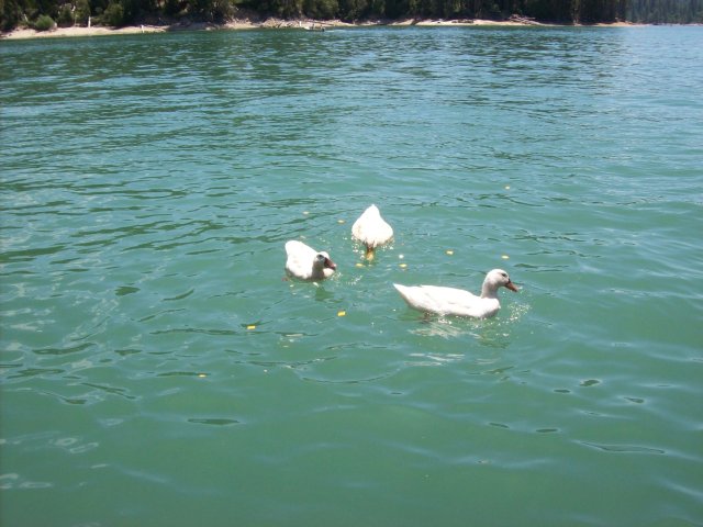 White ducks 