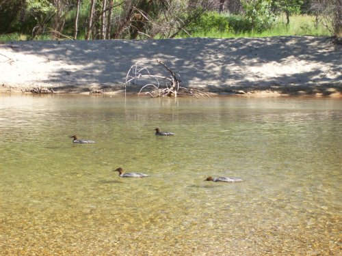 Ducks on Merced river 