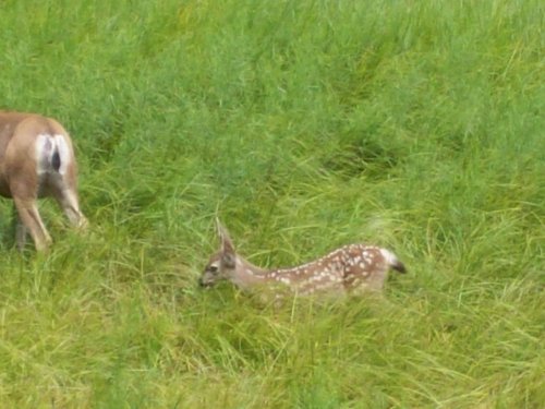 Fawn 