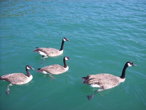 Geese looking for lunch 