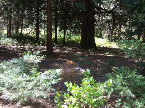 Deer grazing by Ahwahnee 