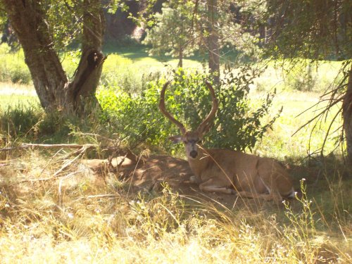 Buck by Wawona golf course 