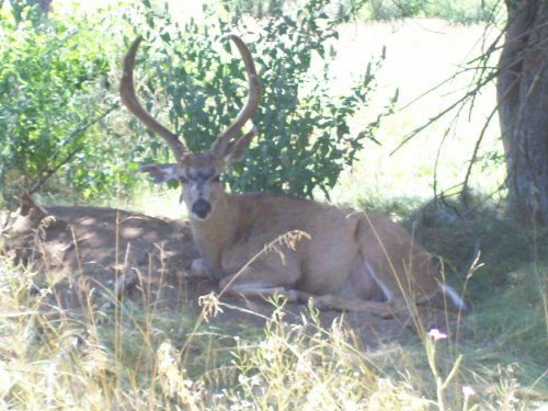 Buck by Wawona golf course 