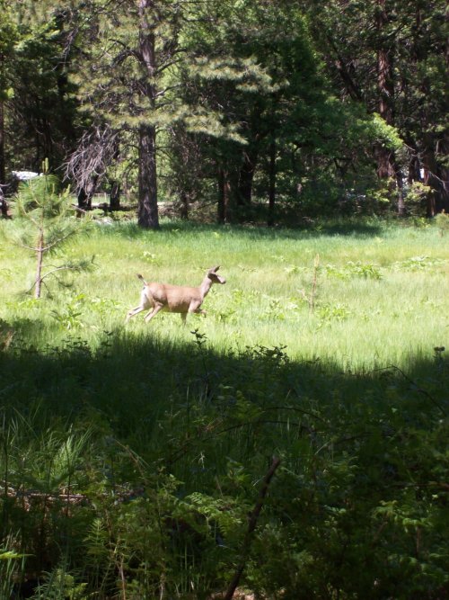 Deer at Camp Curry 