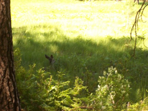 Deer at Camp Curry 