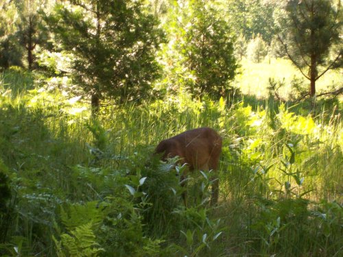 Deer near Camp Curry 