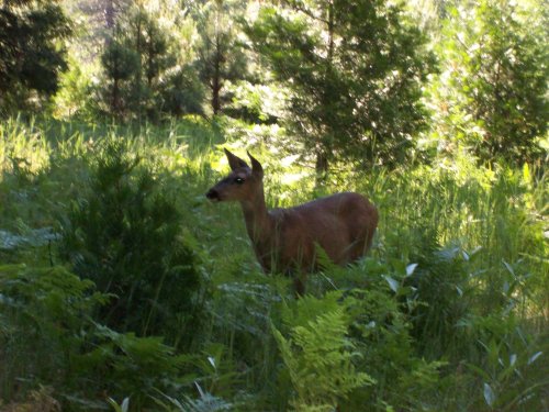 Deer near Camp Curry 